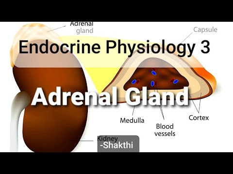what hormone does adrenal gland produce what hormone does adrenal gland produce