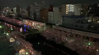 夜桜と京急800形