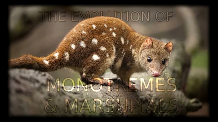 The Evolution of Monotremes and Marsupials