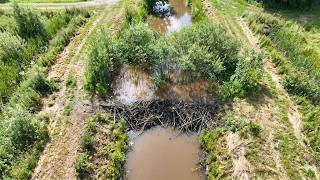 Destroying a Beaver Dam to Save This Drainage Canal