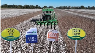 Memilih 10 Jenis Kapas yang Berbeda