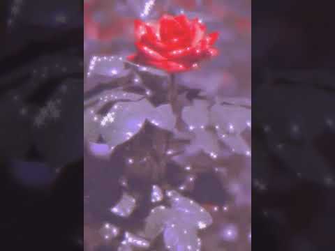 صور ورد احمر