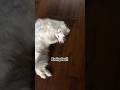 Kucing Genit🫣🤣#cat #pets #kucinglucu #kucingimut
