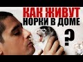 ДОМАШНИЕ НОРКИ Хантер и Цаца!