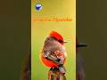 Meet The Vermilion Flycatcher; A Bird of Vibrant Beauty | TheDesertJewel |The Colors of Nature 25.❤️