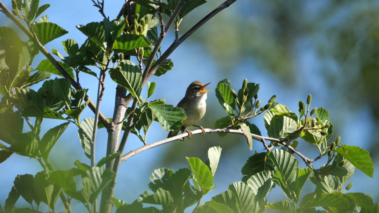 Blyth's reed warbler (Acrocephalus dumetorum), Kålhagen, Falsterbo