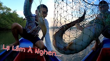 Giăng Câu Cá Ngát Rạch Nhỏ Nhưng Cá Không Nhỏ | GĐCG #1004