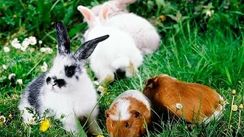 O que é melhor ter um porquinho-da-índia ou um coelho?