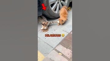 Top Funny Cats Shorts 😹 | Hilarious Cat Moments You Can’t Miss! #cats #shorts