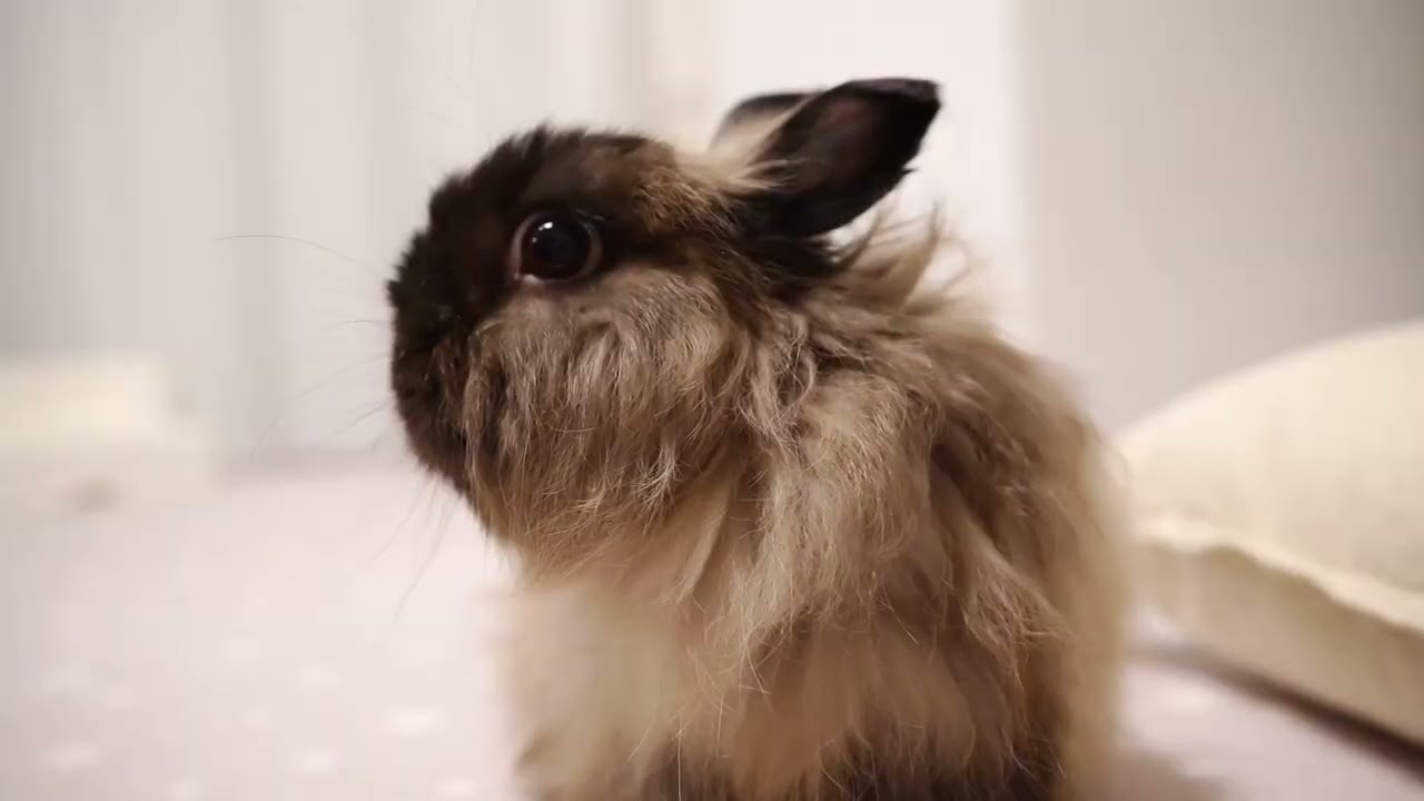 うさぎさんの日常 引っ越しで新しい部屋【No.110】