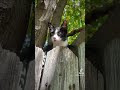 Cat Shorts #shorts #youtubeshorts #cat #catshorts #cats #catvideos #catlover #catvideo #catstagram