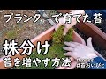 プランターで育てた苔を株分けして、苔を増やす方法【苔】