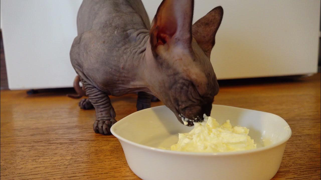 как правильно кормить сфинкса. кот сфинкс ест. корм для кошек сфинкс. как правильно кормить сфинкса. донской сфинкс.