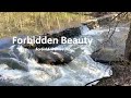 Forbidden Beauty