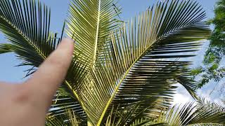 Comparing King Palms - Archontophoenix alexandrae Versus A. maxima.