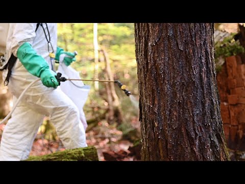 Видео: Wooly Adelgid Control - Предотвращение повреждения болиголова Woolly Adelgid в ландшафтах