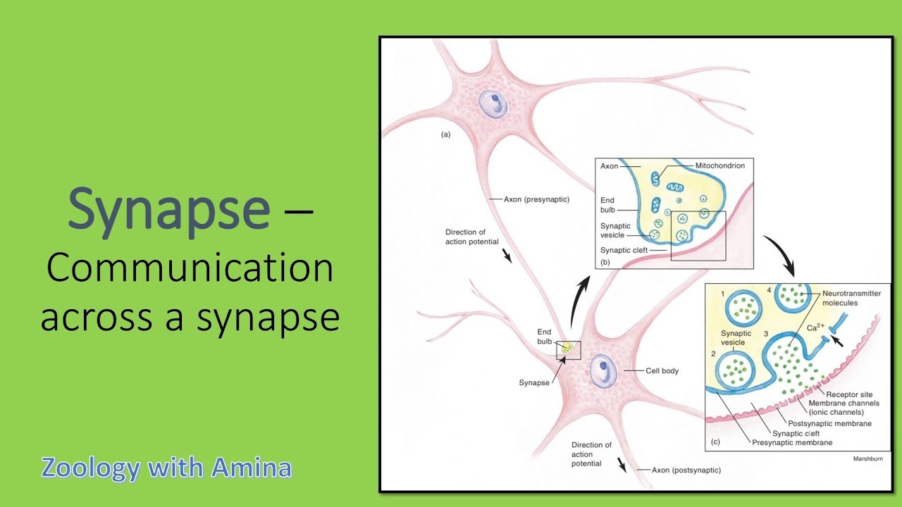 Synapse | Transmission of nerve impulse across synapse - YouTube