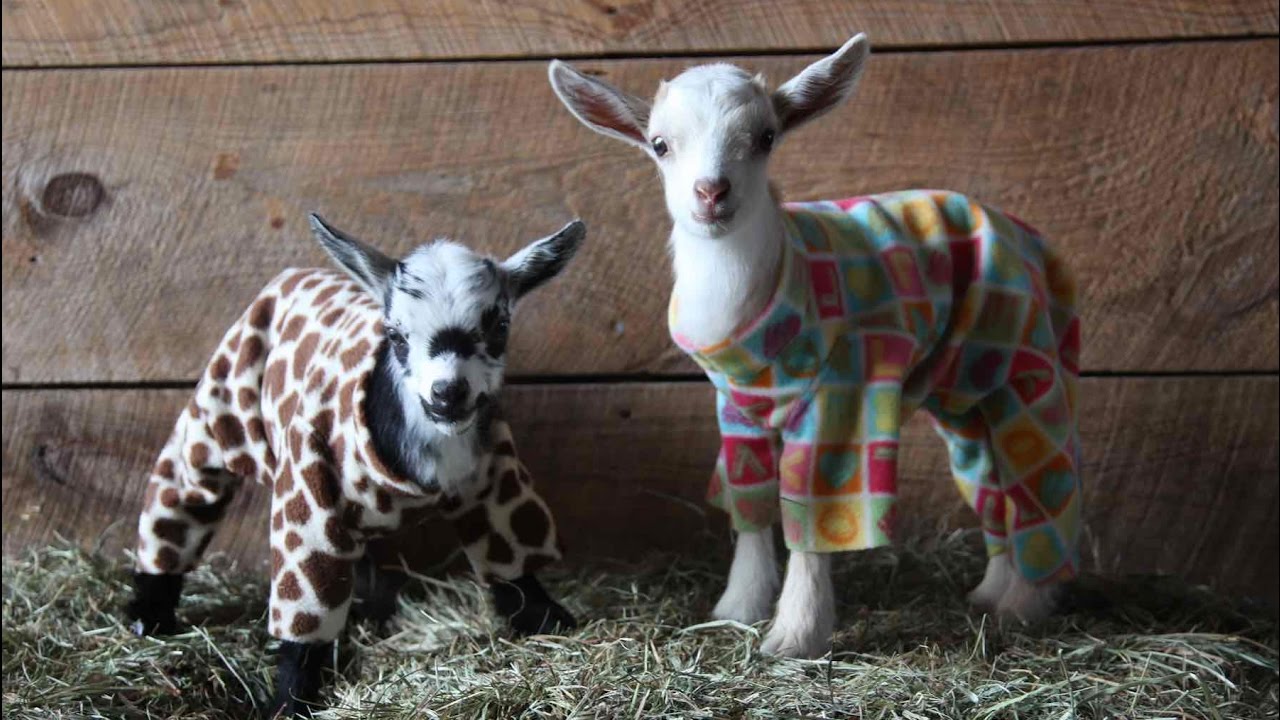 Image result for goats in pajamas