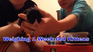 Weighing 1 Week Old Kittens