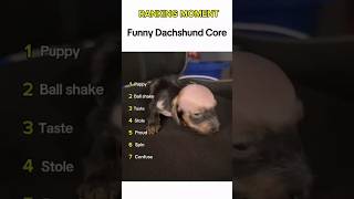Dogs being idiot part 377: Dachshund 🤣🐕 #funnydog #cutedog #dog #pets #shorts