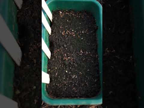 Celeriac how to grow and make bulbs| Sowing dates| Soil and spacing|| Charles Dowding