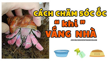 Cách chăm sóc Ốc Mượn Hồn khi bạn vắng nhà | Ốc Mượn Hồn Thanh Xuân #shorts