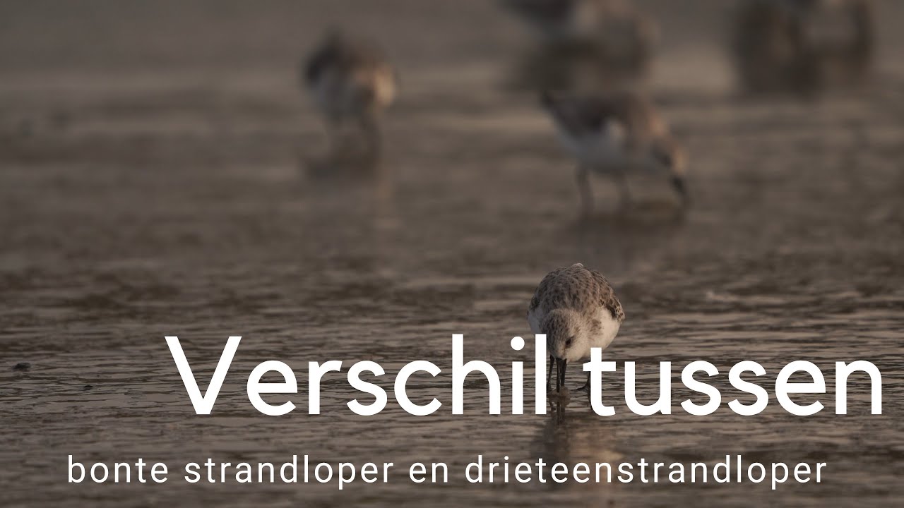 Ontdek het verschil tussen de drieteenstrandloper en bonte strandloper 