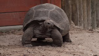 Amazing facts about Aldabra Giant Tortoise