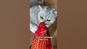 Почему у кошки неприятно пахнет изо рта: что делать #коты #кошка #кот
