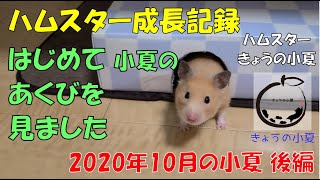 小夏の成長記録　2020年10月後編【ハムスター/キンクマ】