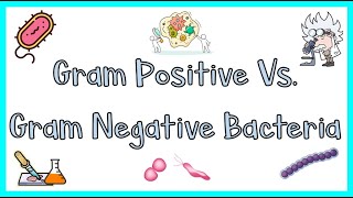 Gram Positive vs. Gram Negative Bacteria :- Differences, Gram Staining Method, Examples