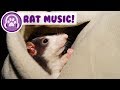 Music for rats calm and relax your rat and stop anxiety