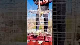 A Clever Bird Trap Design Using Only Wire Mesh and a Simple Trigger Mechanism