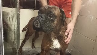 Boxer dog's bath by Dilon the boxer dog 10,734 views 3 years ago 12 minutes, 14 seconds