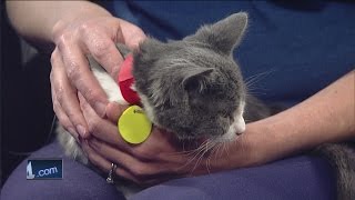 Ask the Expert: Can my cat go outside?