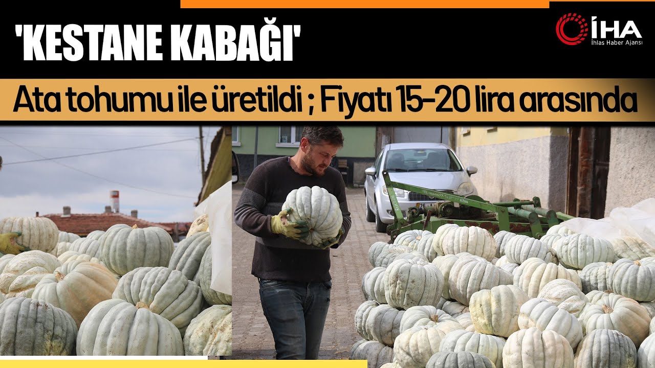 55 Yıllık Ata Tohumu Balkabağıyla Eskişehir’de Hasat Coşkusu