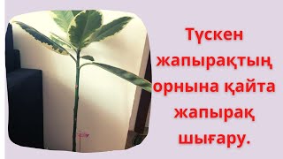 Түсіп қалған жапырақтың орнына жапырақ қалай шығарамыз?Гүлдерді емдеп,жазу.Үй гүлдерін әдемі өсіру.