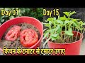 Kitchen ke  tamatar se best paudhe ugaae :: Heirloom tomato plant