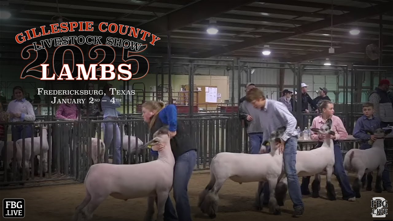 lambs-2025-gillespie-county-youth-livestock-show-youtube