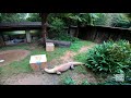 Cardboard box enrichment with Rinca the Komodo dragon