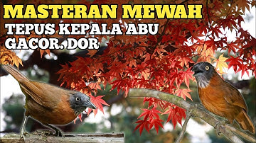 AUDIO SUPER JERNIH MASTERAN BURUNG TEPUS KEPALA ABU GACOR PALING DI CARI
