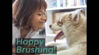 Pauley s Pups - Brushing Teeth