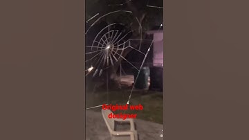 spider making Web live | The original Web designer #spider #web #animals