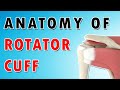 Shoulder Pains: Rotator Cuff Muscles