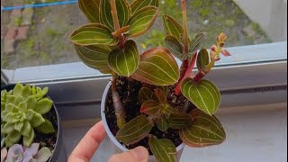 Mücevher Orkide Begonya Aglonemalar ♥️