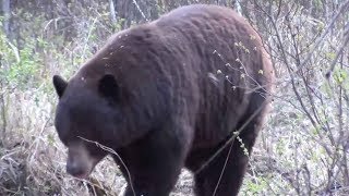 Huge Bear Bowhunt-GroundBlind
