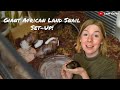 Giant African Land Snail Set-Up! || Leaf Eater