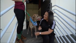 Volunteering with Oregon Dog Rescue