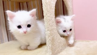 【マンチカンの子猫】降りれないけど落ちる事は出来る子猫の件 猫のいる生活Vol.902出産動画 マンチカン短足・ミヌエット・ペルシャ猫専門ブリーダー『ペット蔵人』【子猫の成長記録】