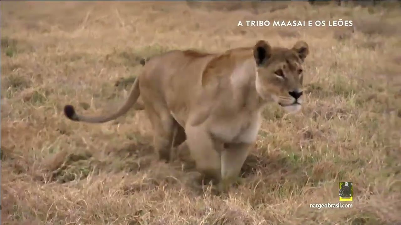 A TRIBO MAASAI E OS LEÕES